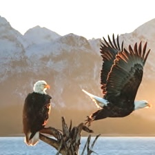 Eagles
