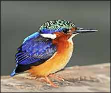 Madagascar - Bird