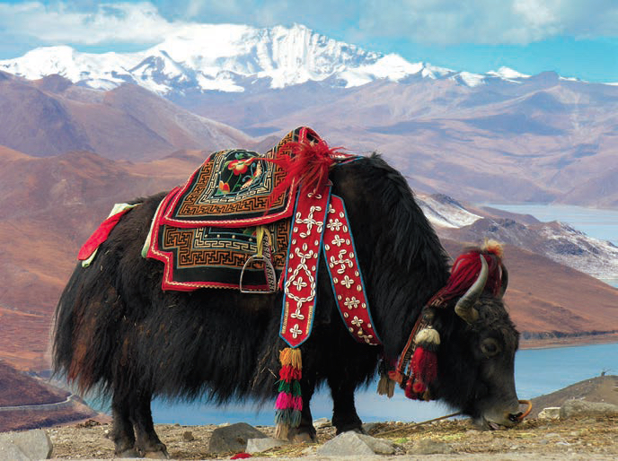 Yak