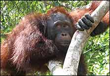 orangutan